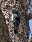 Williamsons Sapsucker 1870